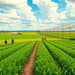 Seguro Agrícola: Proteja Sua Produção Contra Imprevistos